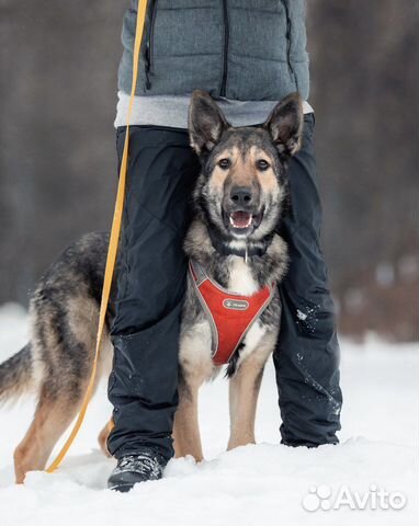 Собака бесплатно в добрые руки