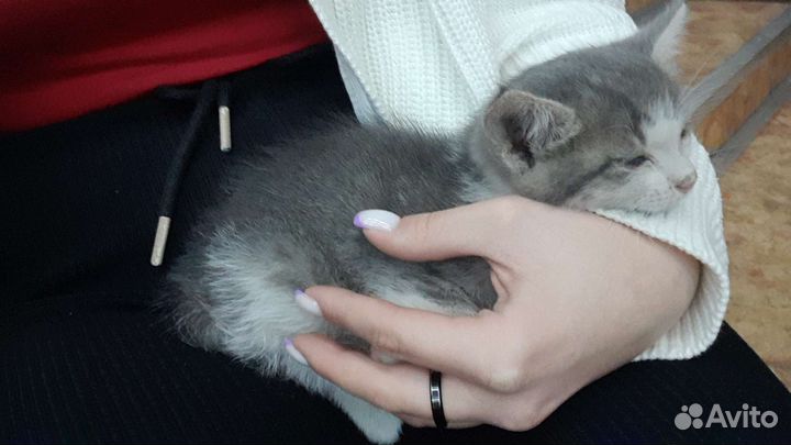 Котенок 2 месяца девочка