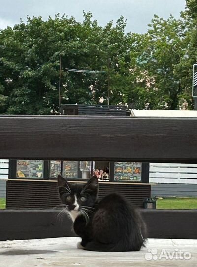 Котятки в добрые руки