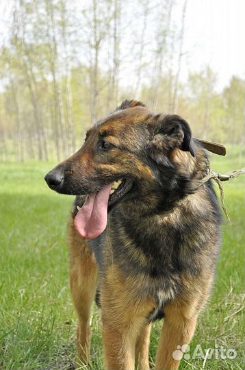 Метис бельгийской овчарки ищет дом