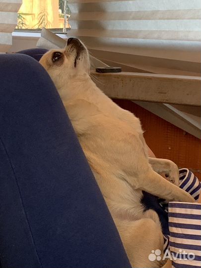 Вязка чихуа