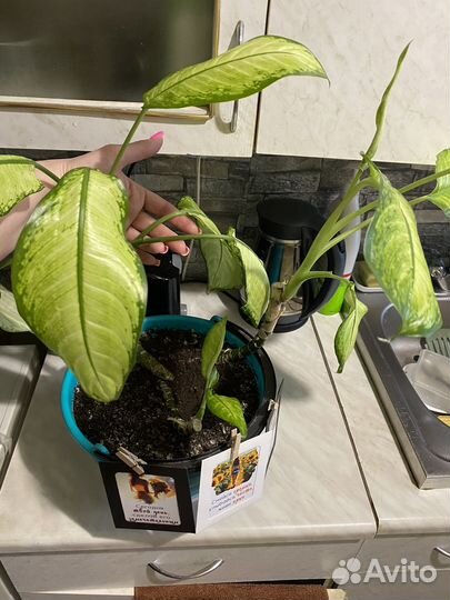 Диффенбахия