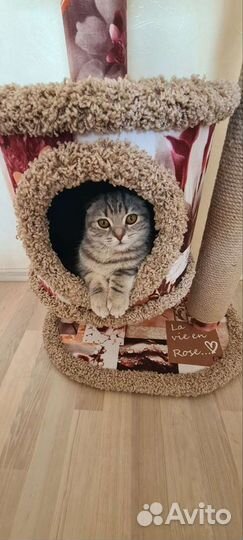 Передержка для кошек