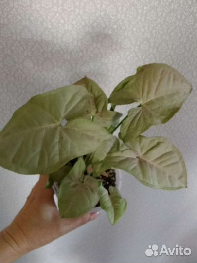 Сингониум Ред харт