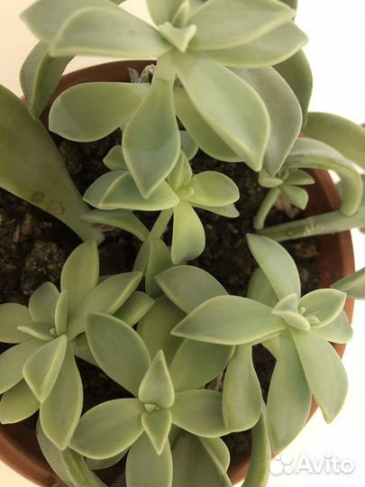 Граптопеталум парагвайский