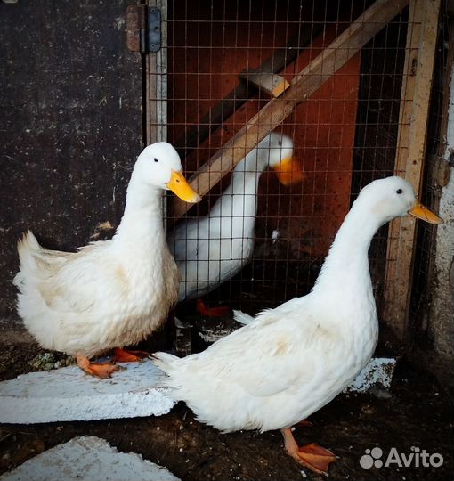 Селезни и утки