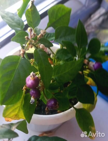 Плектрантус мята комнатная