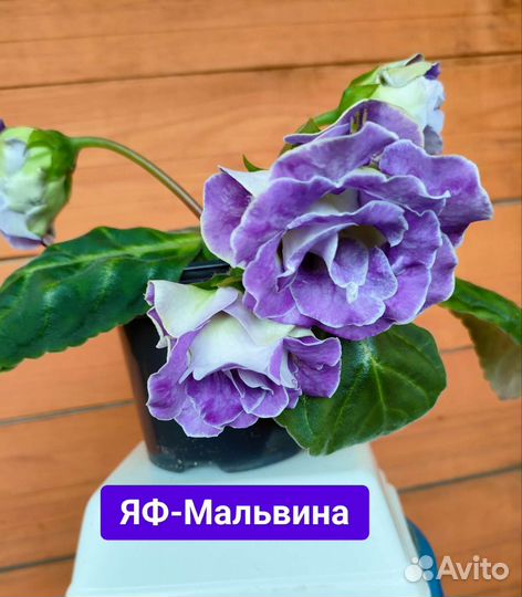 Цветущие сортовые глоксиньи