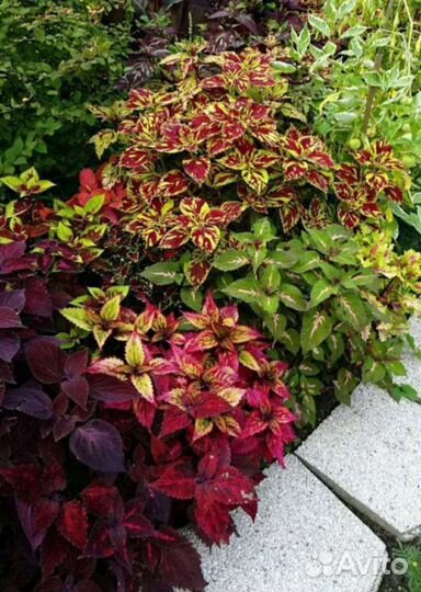 Колеусы вегетативные и бальзамины