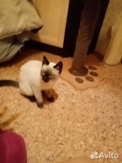 Сиамский котик