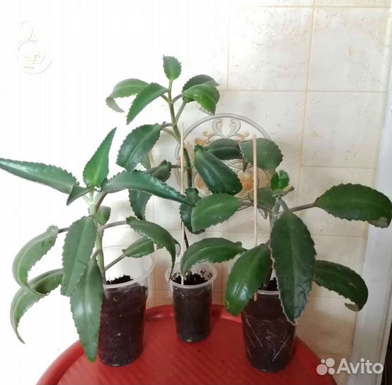 Каланхоэ лечебный