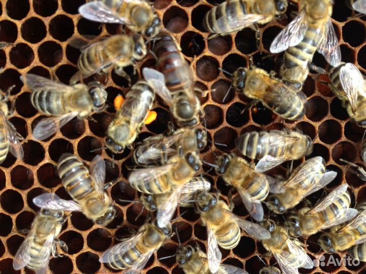 Пчелопакеты