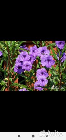 Руэлия. Саженцы