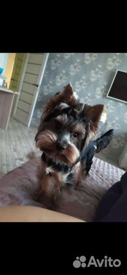 Йоркширский терьер мини, вязка