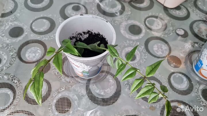 Комнатные цветы отростки