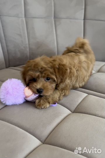 Щенки мальтипу