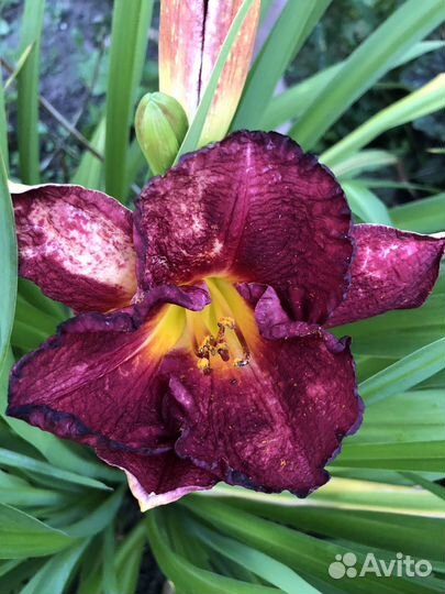 Лилейники сортовые