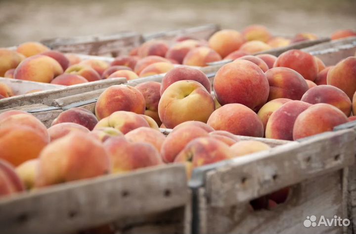 Вахта сборщик фруктов краснодарский край