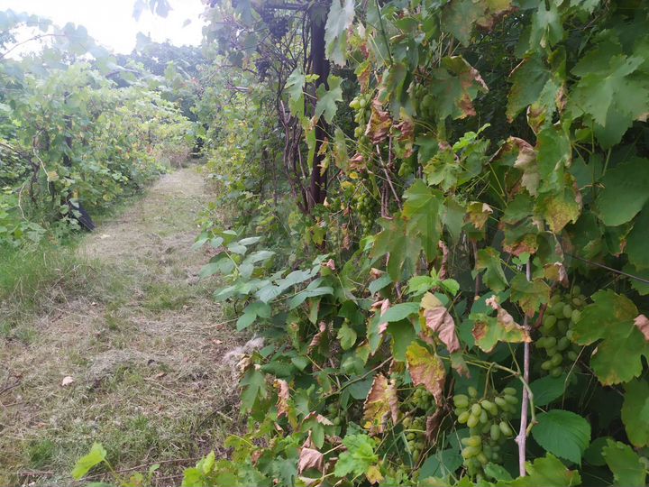 Участок 55 сот. (ИЖС)