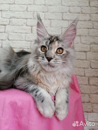 Кошка мейн-кун