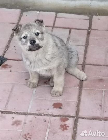 Щенок мальчик 2 мес