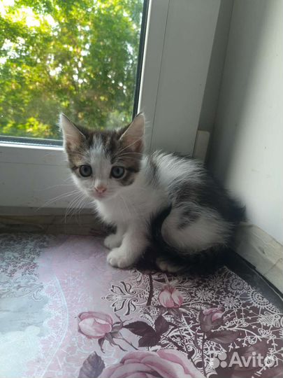 Котята в добрые руки сиамо-британские