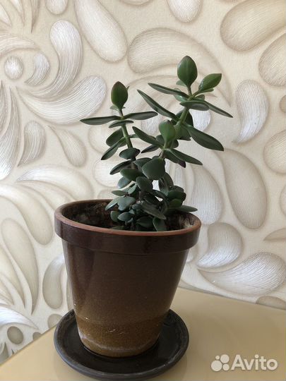 Толстянка (денежное дерево)