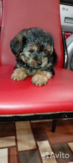 Йоркширский терьер щенки
