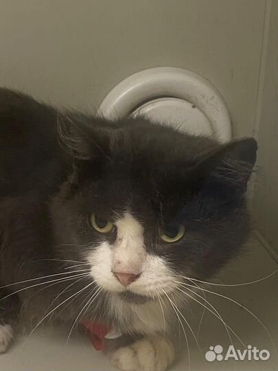 Отдам кота в добрые руки