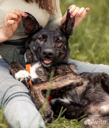 Тигровая собака в добрые руки