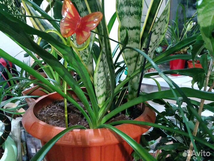 Хлорофитум