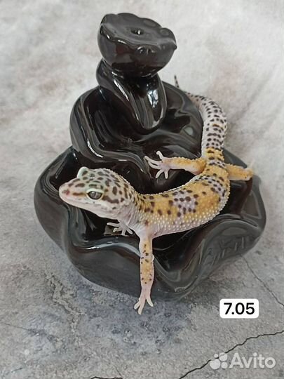 Малыш эублефара