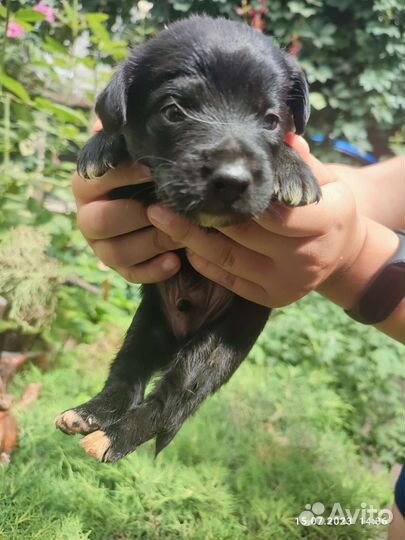 Собаки в дар бесплатно