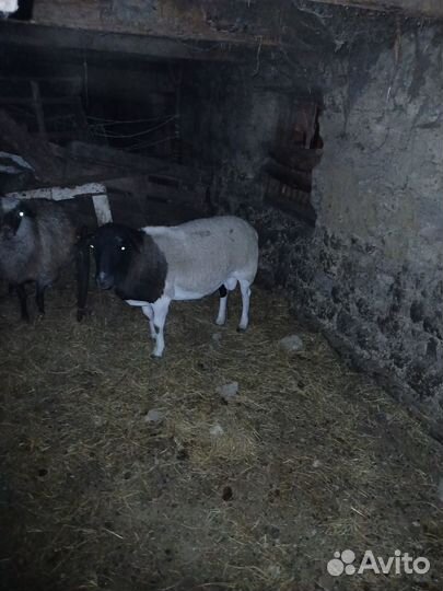 Овцы бараны