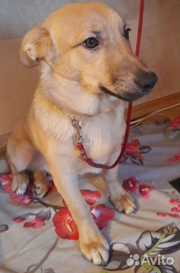 Собака в добрые руки маленькие