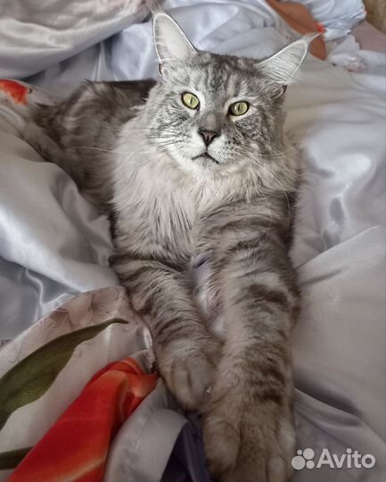 Котик Мейн-кун вязка