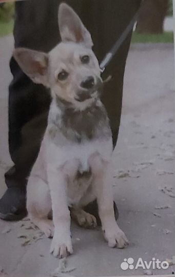 Щенки метисы овчарки