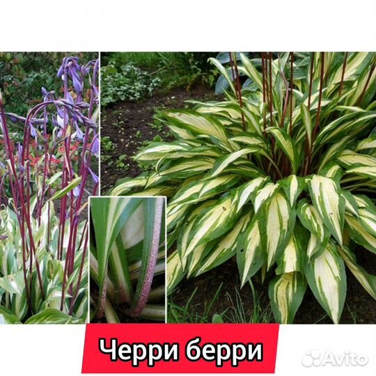 Хоста разные сорта