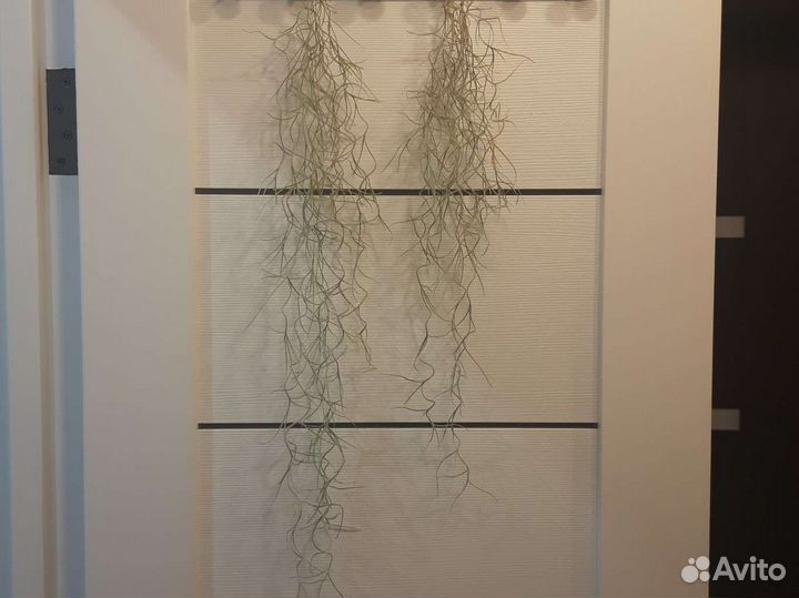 Тилландсия уснеевидная