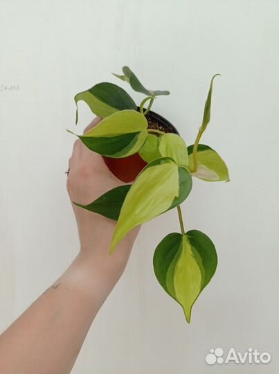 Комнатные растения, цветы