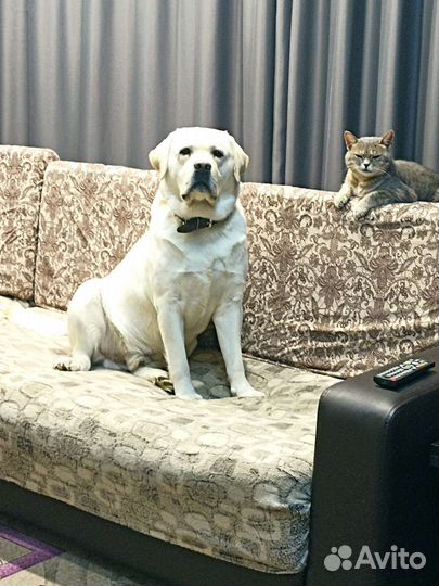 Кобель лабрадора вязка