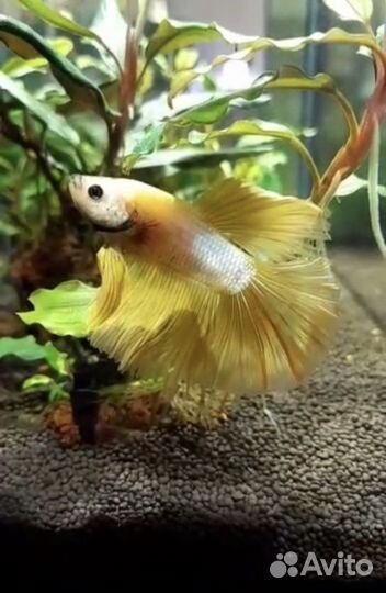 Аквариумные рыбки