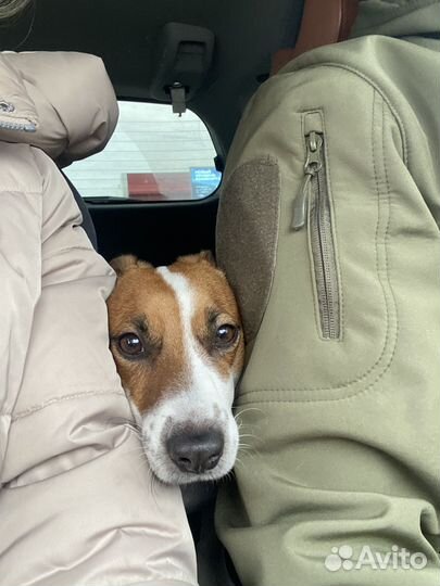 Вязка кобель джек рассел