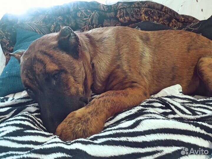 Передержка домашних животных,зоогостиница