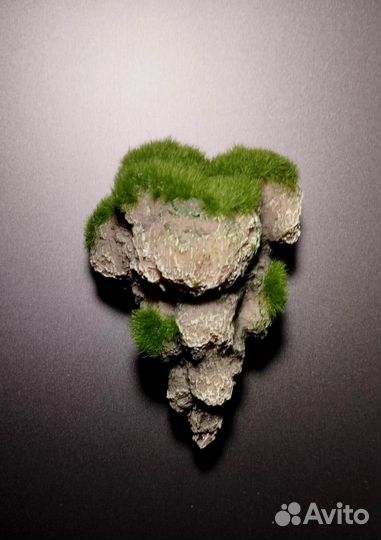 Декорация (мангровое дерево)