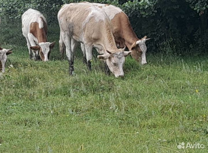 Продаю, Коровы и нетели Быки