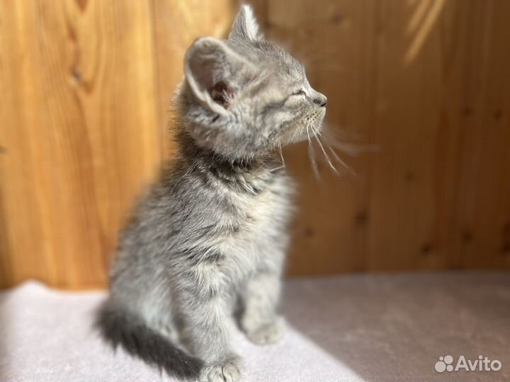 Котенок девочка