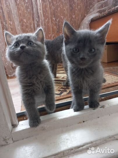 Кошки