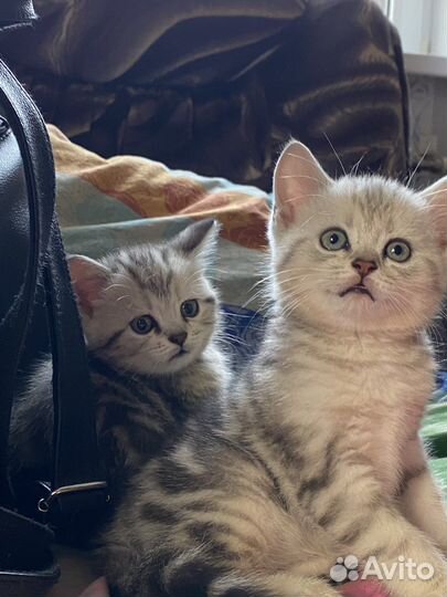 Британская мраморная котята