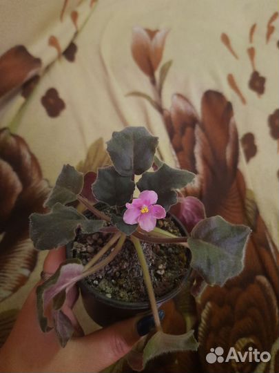 Сортовые фиалки цветущие